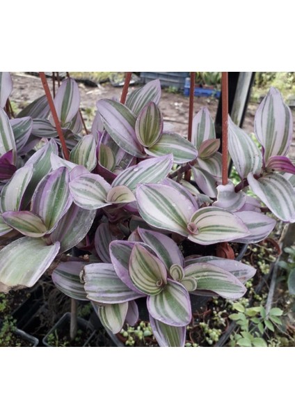 Özel Alacalı Yapraklı Tradescantia Nanouk Telgraf Çiçeği 5.5 Luk Saksıda