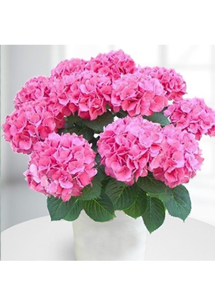 Pembe Renkli Ortanca Fidanı