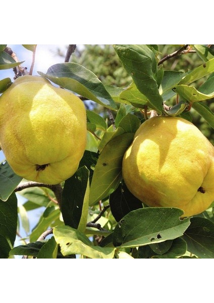 Tüplü Yumuşak Etli Yarıbodur Sulu Ekmek Ayva Fidanı