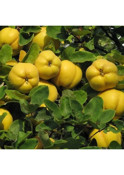 Tüplü Sofralık Yarıbodur Sulu Eşme Ayva Fidanı