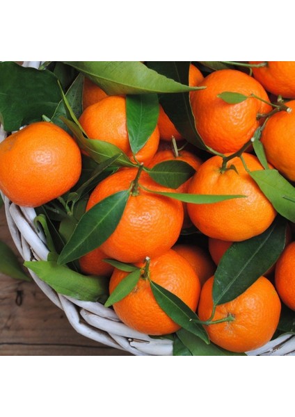 Tüplü Yarı Bodur Erkenci Early Em Mandalin Fidanı