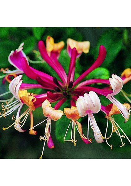 Tüplü 3 Renkli Kokulu Hanım Eli Fidanı(40-60 Cm)