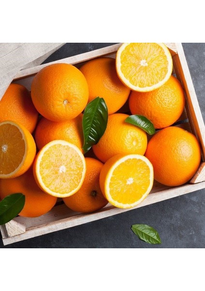 Tüplü Yarı Bodur Washıngton Aromalı Portakal Fidanı