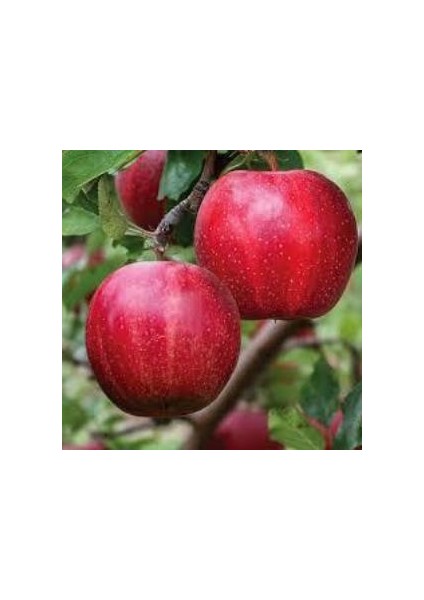 Tüplü Yarı Bodur Kırmızı Galaxy Gala Elma Fidanı