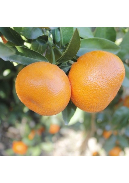 Tüplü Yarı Bodur Miho Wase Mandalin Fidanı