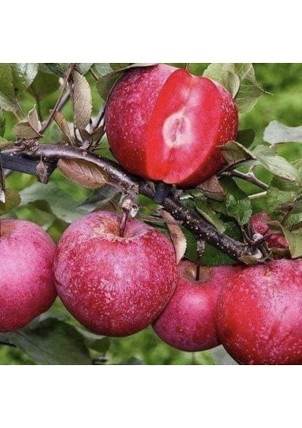 Tüplü Yarı Bodur Içi Dışı Kırmızı Red Elma Fidanı