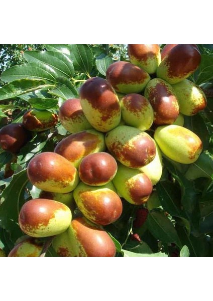 Tüplü Iri Meyveli Hünnap Fidanı (80-120 cm Meyve Verme Durumunda)