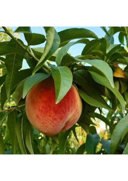 Tüplü Yoğun Aromalı Carselet Şeftali Fidanı