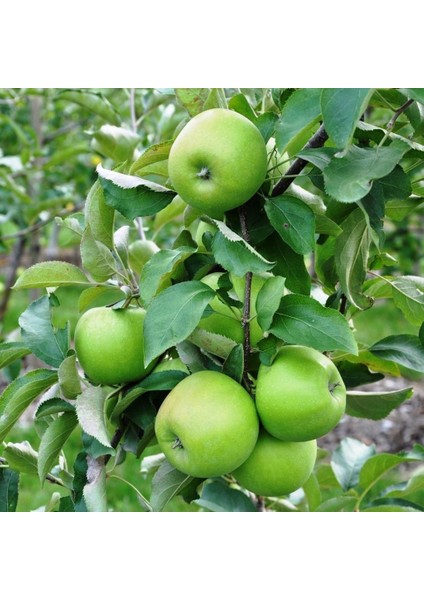 Tüplü Yarıbodur Erkenci Anna Elma Fidanı