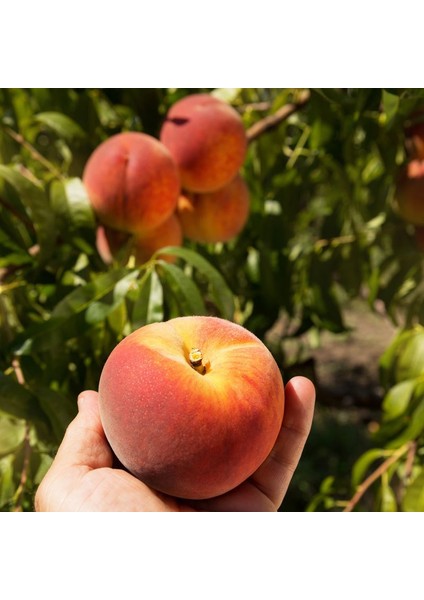 Tüplü Mayhoş Hale Şeftali Fidanı