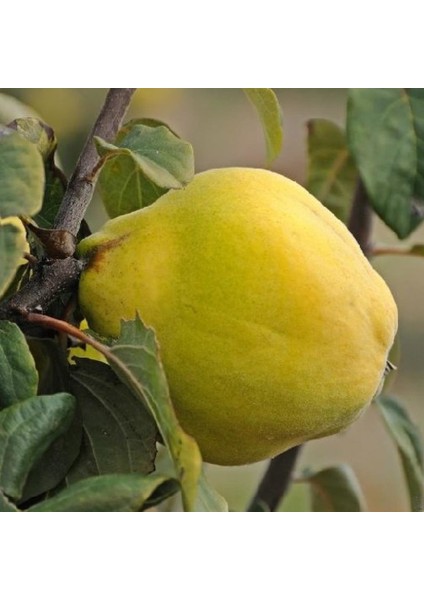 Tüplü Tam Bodur Sahilde Yetişebilen Ege 22 Istanbul Ayvası Fidanı