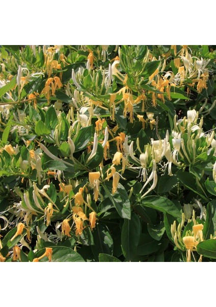 Tüplü Kokulu Sarılıcı Hanım Eli Fiadanı(Lonicera Caprifolium 100-150 Cm)