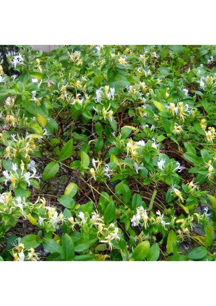 Tüplü Kokulu Sarılıcı Hanım Eli Fiadanı(Lonicera Caprifolium 40-60 Cm)
