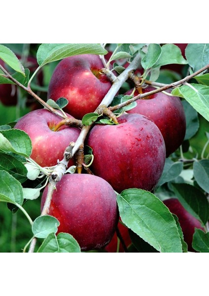 Tüplü Yarı Bodur Williams Pride Elma Fidanı