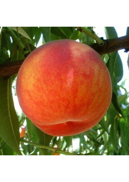 Tüplü Tam Bodur Innovative Tree Dixired Şeftali Fidanı