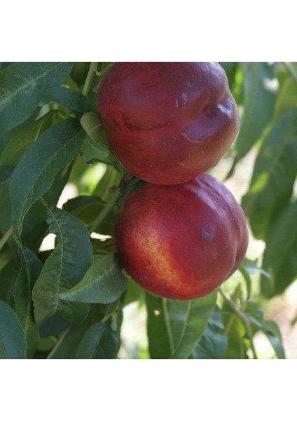 Tüplü Yarı Bodur Sugar Sweet Lady Nektarin Fidanı