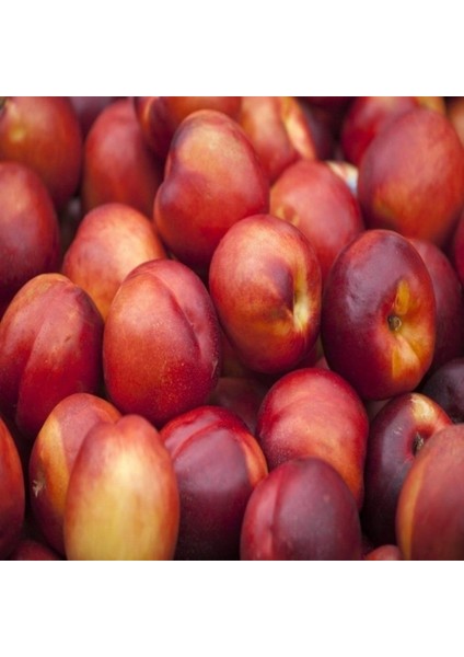 Tüplü Yarı Bodur Dayanıklı Caldesi Nektarin Fidanı