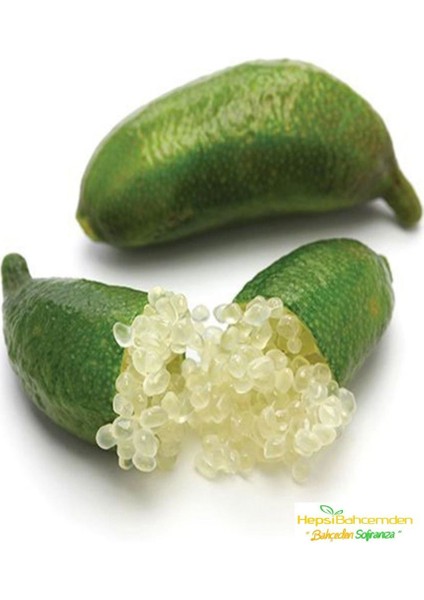 Tüplü Finger Lime Fidanı (2-3 Yaş)
