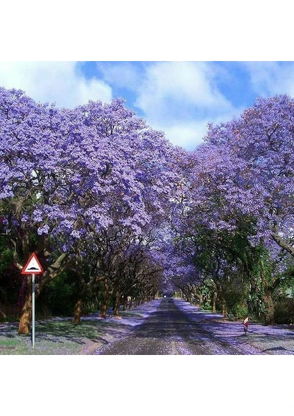 Tohum Bul Tüplü Mor Çiçekli Yoğun Kokulu Paulownia Ağacı Fidanı(10-30 Cm)