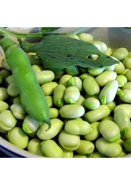 Iri Taneli Bakla Fidesi (5 Adet)