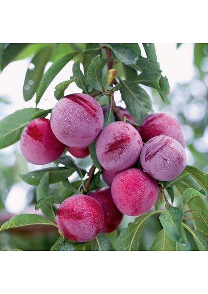 Tüplü Tam Bodur Pink Freedom Erik Fidanı