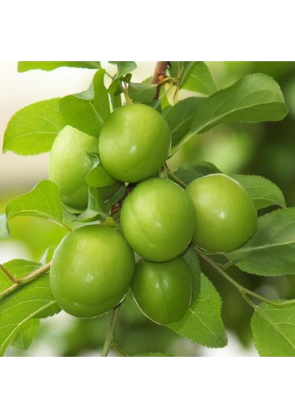 Tüplü Tam Bodur Green Cin Erik Fidanı