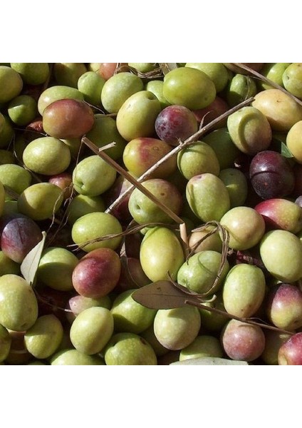 Sofralık Ayvalık Edremit Zeytin Fidanı