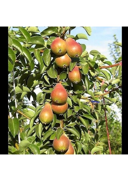 Tüplü Salkım Yarıbodur Etruşka Armut Fidanı