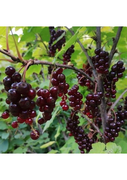 Tüplü Black Tokat 3 Frenk Üzümü Fidanı