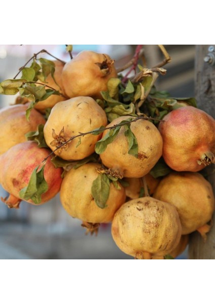 Tüplü Özel Çeşit Zivzik Narı Fidanı