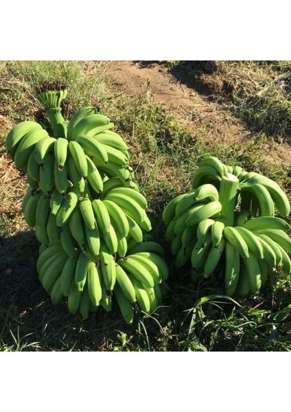 Tohum Bul Tüplü Bodur Saksılık Muz Fidanı Musa Cavendish (Sınırlı Stok)