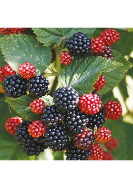Tüplü Dikensiz Rubus Bursa-2 Böğürtlen Fidanı