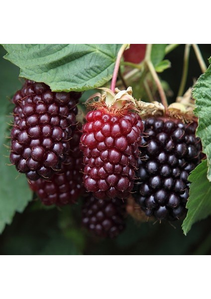 Tüplü Boysenberry Böğürtlen Fidanı