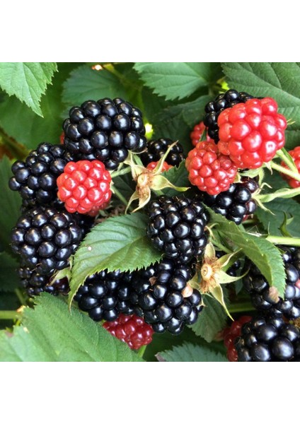 Tüplü Dikensiz Bursa 1 Böğürtlen Fidanı