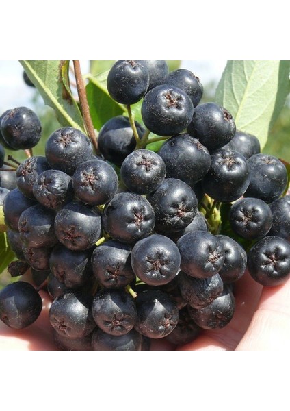 Viking Siyah Aronya Siyah Aronia Chokeberry Fidanı (10-20 Cm)