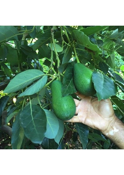 Tohum Bul Tüplü Etli Green Fuerte Avokado Fidanı