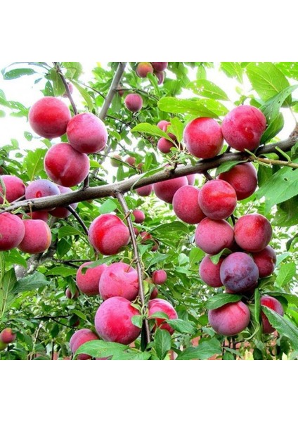 Tüplü Yarıbodur Red Quen Rosa Japon Erik Fidanı