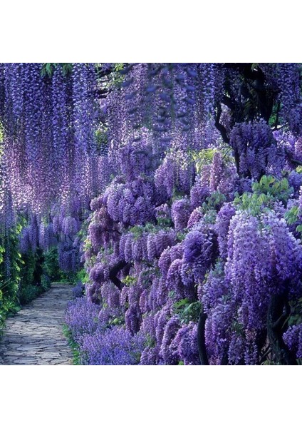 Tüplü Özel Üretim Yoğun Kokulu Wisteria Sinensis Mor Salkım Fidanı (40-60 Cm)