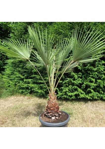 Tüplü Washingtonia Robusto Palmiye Ağacı Fidanı (70-90 Cm)
