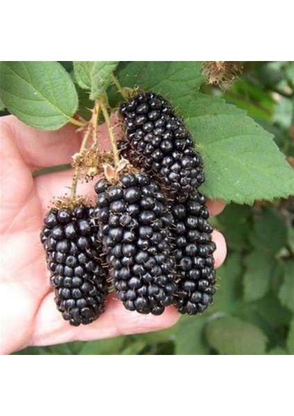 Tüplü Jumbo Böğürtlen Fidanı