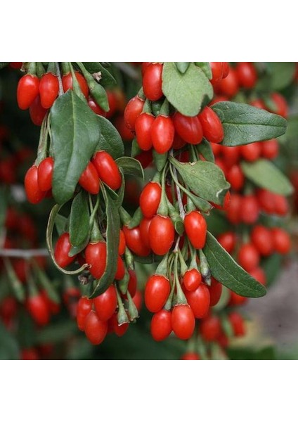 Tohum Bul Tüplü Goji Berry Kırmızı Kurt Üzümü Fidanı (10 Adet)