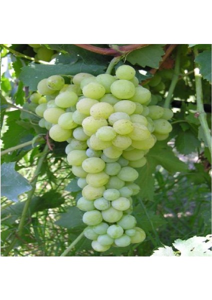 Tüplü Nevşehir Hevenklik Beyaz Bulut Üzüm Fidanı