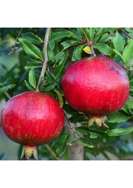 Tüplü Tatlı Çekirdeksiz Nar Fidanı