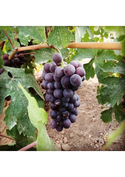 Tüplü Nevşehir Hevenklik Mor Bulut Üzüm Fidanı