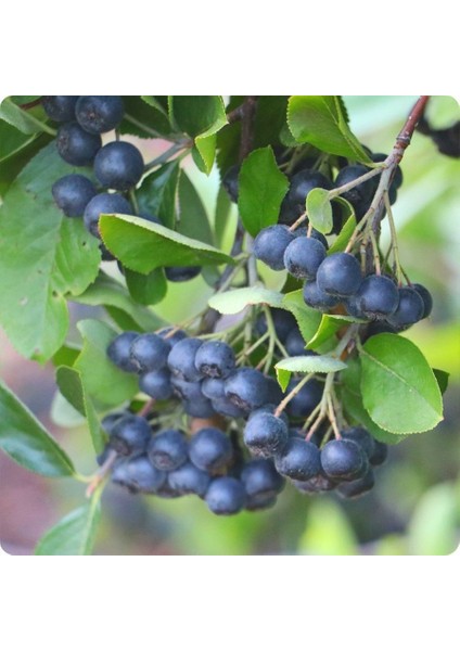 Nero Siyah Aronya Aronia Chokeberry Fidanı (10-20 Cm)