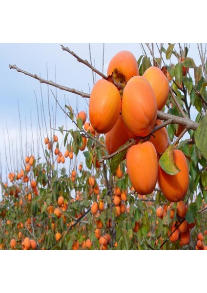 Tüplü Sugar Çikolatalı Hachiya Trabzon Hurması Fidanı