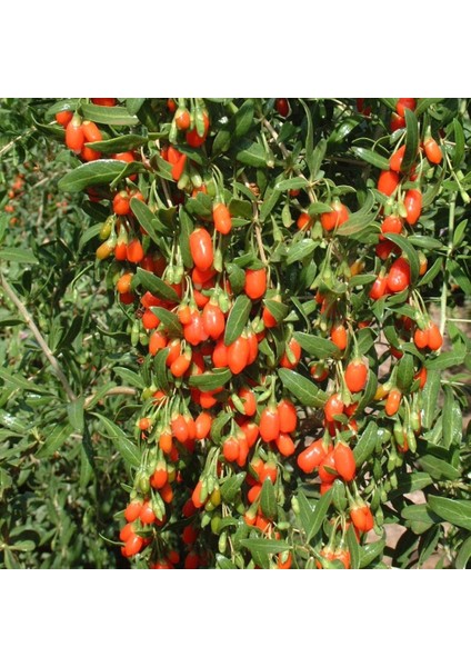 Tohum Bul Tüplü Goji Berry Kırmızı Kurt Üzümü Fidanı