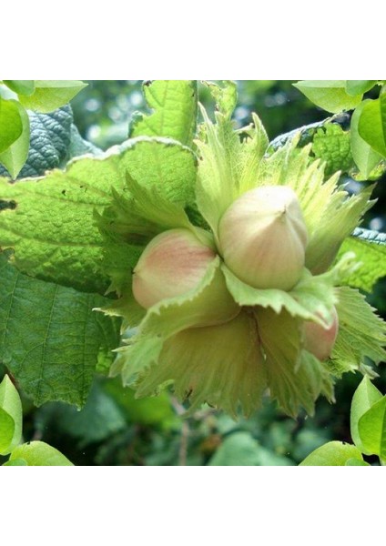 Tüplü Iri Taneli Palaz Fındık Fidanı