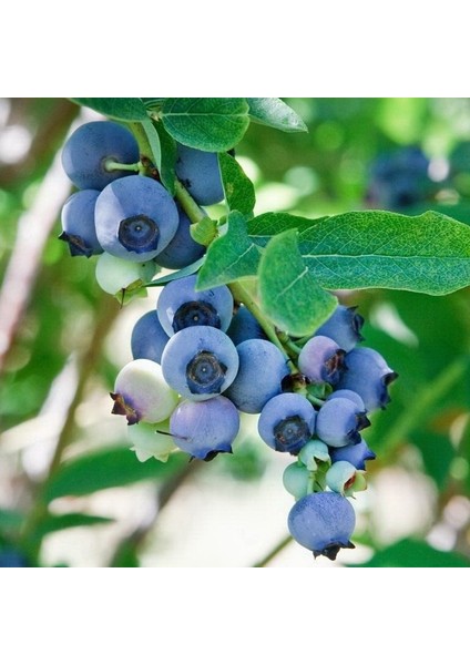 Black Murt Hambeles Fidanı