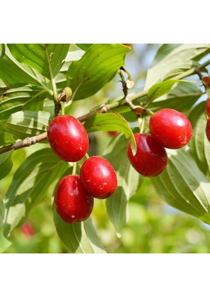 Tüplü Küçük Meyveli Anadolu Kırmızı Kızılcık Fidanı